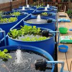 Bisnis Gurame Kini Mulai Diminati Karena Bisa Hasilkan Cuan