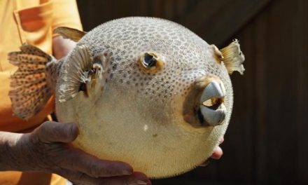 Ikan Buntal Ternyata Bisa Di Makan Loh, Fakta Atau Mitos?