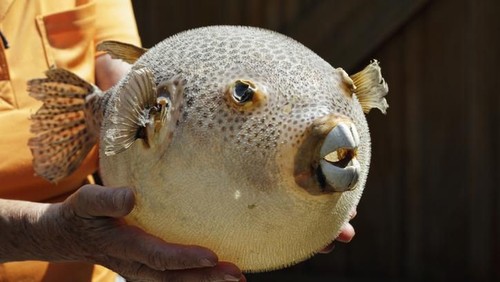 Ikan Buntal Ternyata Bisa Di Makan Loh, Fakta Atau Mitos?