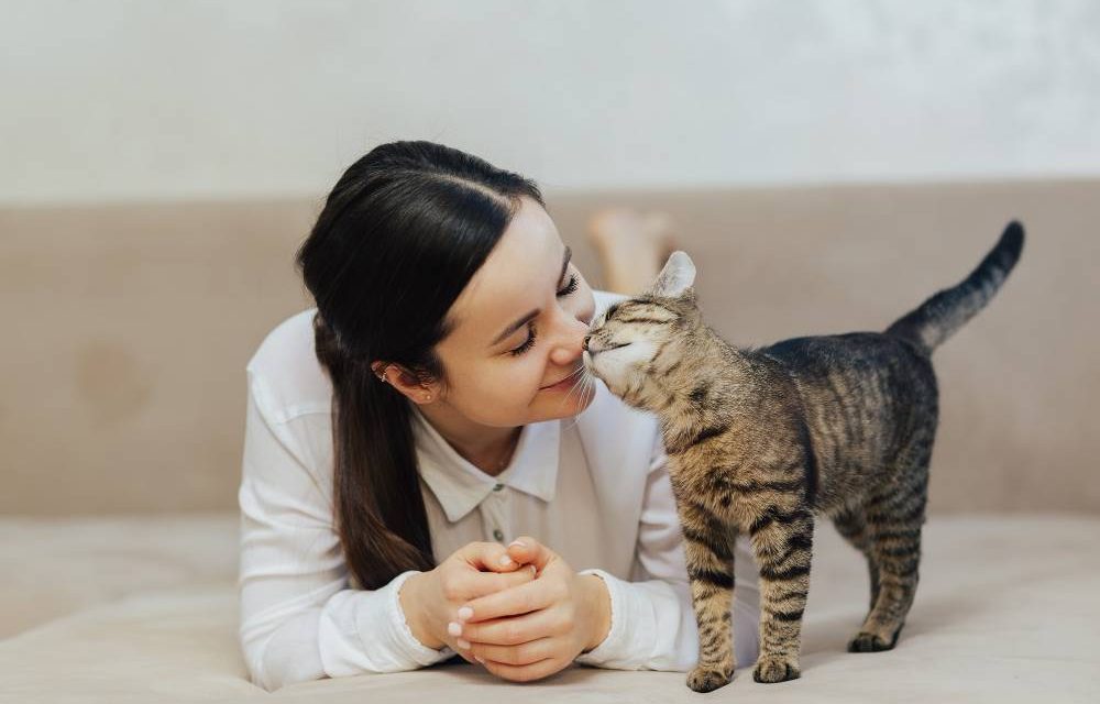 Trik Merawat Kucing Lokal Dengan Cara Sederhana