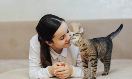 Trik Merawat Kucing Lokal Dengan Cara Sederhana