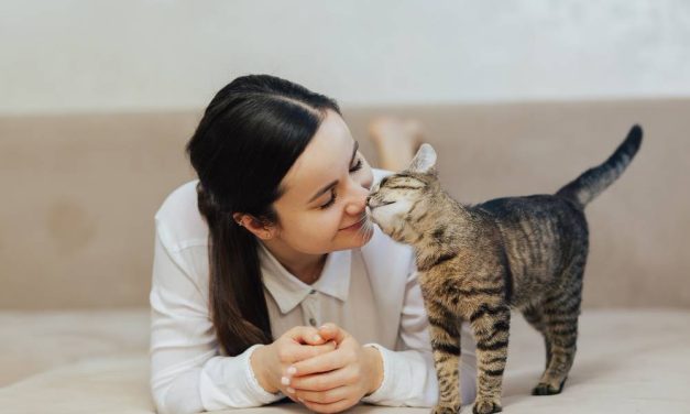 Trik Merawat Kucing Lokal Dengan Cara Sederhana