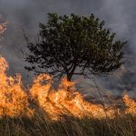 Kemenangan Sains: Dua Ilmuwan Kebakaran Hutan, Yuk Simak