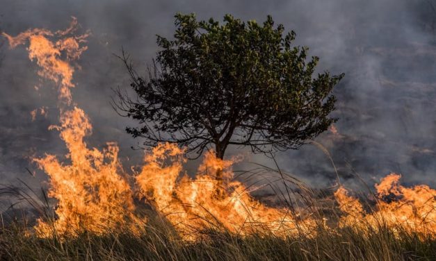 Kemenangan Sains: Dua Ilmuwan Kebakaran Hutan, Yuk Simak