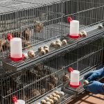 Ternak Burung Puyuh Di Kenal Sebagai Bisnis Modalnya Minim