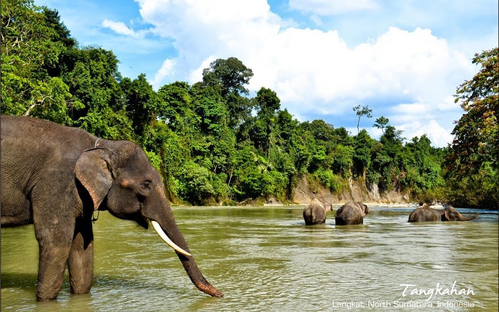 Wisata Tangkahan Menawarkan Habitat Yang Kaya