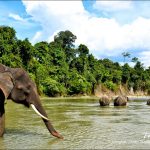 Wisata Tangkahan Menawarkan Habitat Yang Kaya