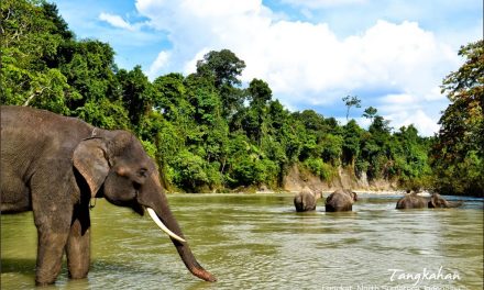 Wisata Tangkahan Menawarkan Habitat Yang Kaya