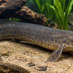 Ikan Paru Afrika Suatu Keajaiban Evolusi Air Tawar