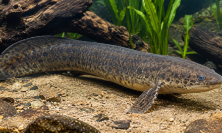 Ikan Paru Afrika Suatu Keajaiban Evolusi Air Tawar