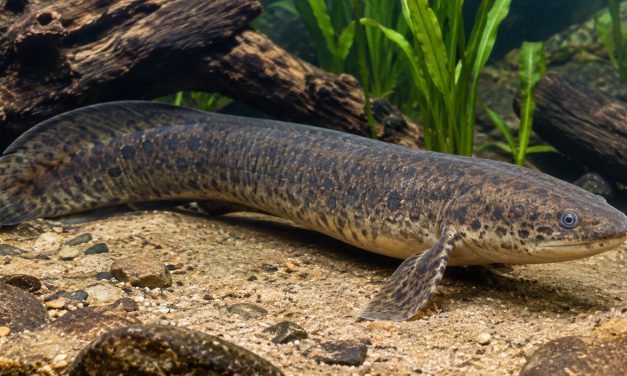Ikan Paru Afrika Suatu Keajaiban Evolusi Air Tawar