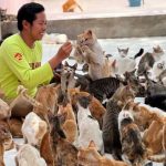 Pecinta Kucing Yang Saat Ini Semakin Populer Dan Gemari