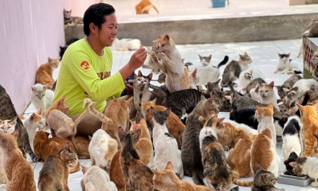 Pecinta Kucing Yang Saat Ini Semakin Populer Dan Gemari