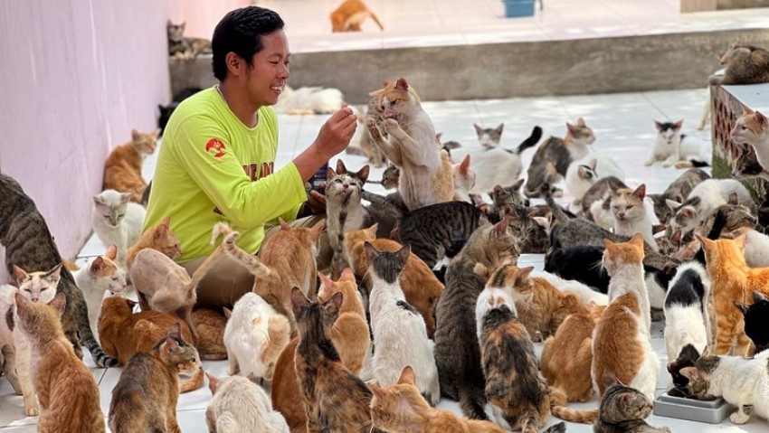 Pecinta Kucing Yang Saat Ini Semakin Populer Dan Gemari